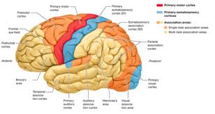 @article{pietro2013primarysc, title={primary somatosensory cortex function in complex regional pain syndrome: Major Function Area In The Cerebral Cortex Flashcards Quizlet