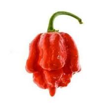 Details About Trinidad Scorpion Seeds