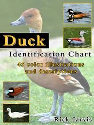 Duck Identification Chart Full Colour Illustrations And Descriptions