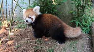 baby red panda wrestles bamboo you