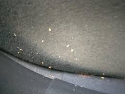 car could be carpet beetle larvae