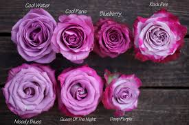 the lavender purple rose study