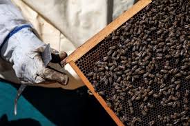 Climate Crisis Italian Beekeepers