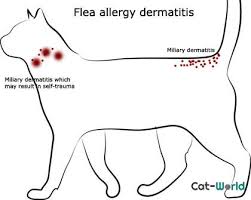 Such a skin reaction is characterized by the formation of tiny, seedlike crusts that frequent the head, neck, and tail regions of. Flea Allergy Dermatitis In Cats Cat Allergies Cat Fleas Fleas