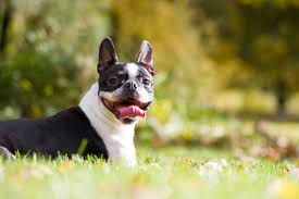 boston terrier pros and cons family