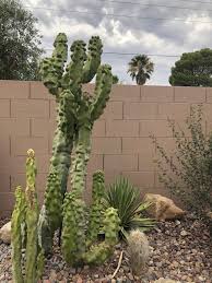 Columnar Cacti For The Southwest