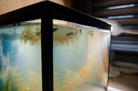How To Clear Cloudy Aquarium Water