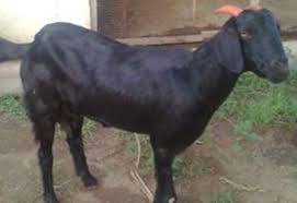 Osmanabadi Goat Breed Profile Information Agri Farming