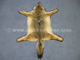 coyote skins and coyote hides and
