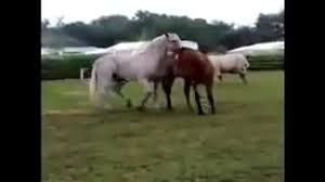 Nonton online di vidio mau tau gimana cara binatang kawin, yuk simak video lucu cara hewan kawin seperti berikut ini selamat menyaksikan Streaming Kuda Putih Dan Coklat Hewan Yang Lucu Vidio