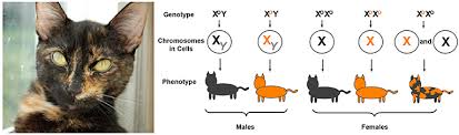 Serach cats by color in the topcat catalogue. X Marks The Spot How X Chromosome Inactivation Gives Females An Advantage Frontiers For Young Minds