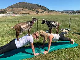 goats and yoga where stretching meets