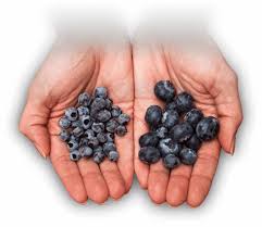 The Better Blueberry Wbana