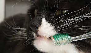 猫の歯磨きのやり方、歯周病や歯石を予防するために正しい方法で！ | 猫との暮らし大百科