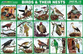 birds their nests chart at rs 10