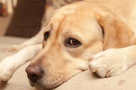 As in humans, these may cause diarrhea in cats and dogs, or they may have no symptoms. Dog Flu Symptoms Treatment And Prevention For Canine Influenza