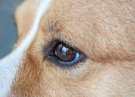 eye defects con in dogs petmd