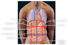 Reproductive organs( right ovary or right spermatic cord) and right ureter Anatomical Relationships The Relationship Between The Abdominopelvic Quadrants And Regions And The Locations Of The Internal Organs Are Shown Here Diagram Quizlet