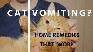 5 home remes for cat vomiting you