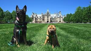 visiting biltmore with dogs more to