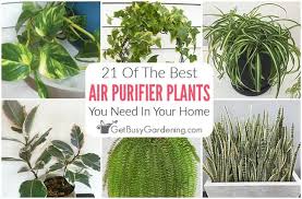21 Best Indoor Plants For Clean Air