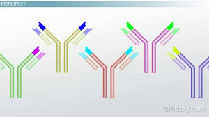 What Are Antibodies Definition Function Types
