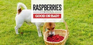 Additionally, puppies don't need a cognitive boost and smaller dogs are even more vulnerable to the potential harm from xylitol and sugar. Raspberries For Dogs 101 Can Dogs Eat Raspberries