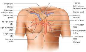The chest anatomy includes the pectoralis major, pectoralis minor and the serratus anterior. Chest Wall Anatomy Springerlink