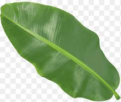 banana leaf png images pngegg