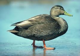 Duck Id 10 Common Species Duc Migration Week