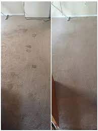 the 1 carpet cleaning in staten island