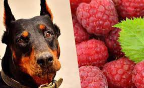 The raspberries are thought to be great, and secure, for puppies. Can Dogs Eat Raspberries How Much Raspberries Can A Dog Eat