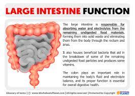 large intestine function