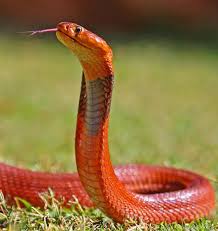 Resultado de imagem para serpente vermelha