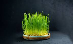 12 proven health benefits of wheatgr