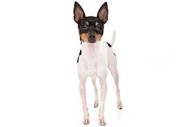 Lastly, your toy fox terrier may have chg, also known as congenital hypothyroidism with goiter. Toy Fox Terrier Dog Breed Information