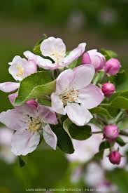 Apple tree flowers palettes with color ideas for decoration your house, wedding, hair or even nails. Pink And White Apple Blossoms On Apple Trees In An Apple Orchard In Spring Apple Tree Blossoms Apple Flowers Apple Blossom Flower