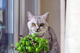 can cats eat basil cats com
