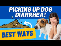 picking up dog diarrhea at park home