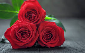 red roses bouquet of roses beautiful