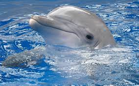 100 dolphin wallpapers wallpapers com