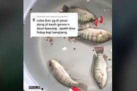 Watch popular content from the following creators: Ramai Di Tiktok Video Tutorial Menghidupkan Ikan Mati Dengan Air Garam Ini Kata Lipi Semua Halaman Hai