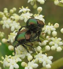 They usually appear in early summer and. Organic Management Options For The Japanese Beetle At Home Gardens Missouri Environment And Garden News Article Integrated Pest Management University Of Missouri