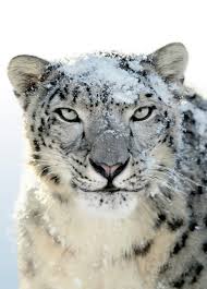 macos 10 6 snow leopard nature desktop