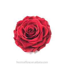 Seputar gambar bunga mawar merah, jenis bunga mawar merah yang sangat cantik, mawar ungu, mawar hitam putih, mawar layu, mawar kartun, mawar ungu, pink dsb. Bunga Mawar Yang Diawetkan Penampilan Nyata Tidak Pernah Luntur Satu Gambar Mawar Merah Mawar Buy Kualitas Tinggi Nyata Terlihat Diawetkan Bunga Mawar Tidak Pernah Pudar Satu Mawar Merah Satu Gambar Mawar Merah Bunga