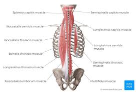 Each type of muscle tissue in the human smooth muscle is found in the walls of hollow organs throughout the body. Deep Back Muscles Anatomy Innervation And Functions Kenhub