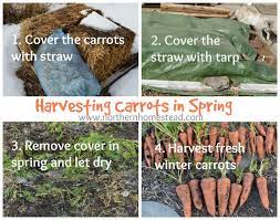 growing winter carrots in cold climate