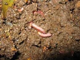 is the bedding of my worm farm to wet