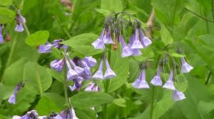 When bluebells first emerge in early spring, they have striking, deep purple foliage. Complete Guide To Virginia Bluebells Mertensia Virginica Growit Buildit