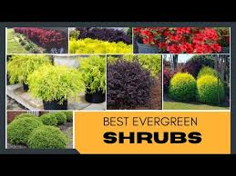 Best Evergreen Shrubs For Home Garden